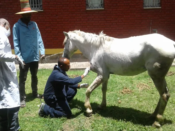 A SPANA vet sutures a wound in a car accident case, Ethiopia.