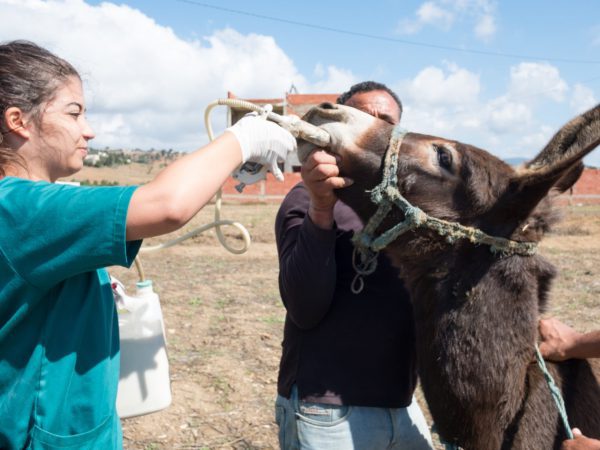 A SPANA vet treats a donkey for parasites.