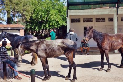Starving horses helped by Spana in Marrakech. / SPANA