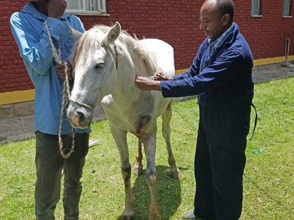A SPANA vets treats a horse following a car accident in Ethiopia.
