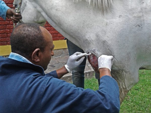 A SPANA vet sutures a wound in a car accident case, Ethiopia.