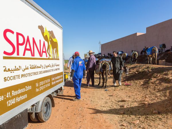 A SPANA vet vehicle treats donkeys outside a souk in Morocco.