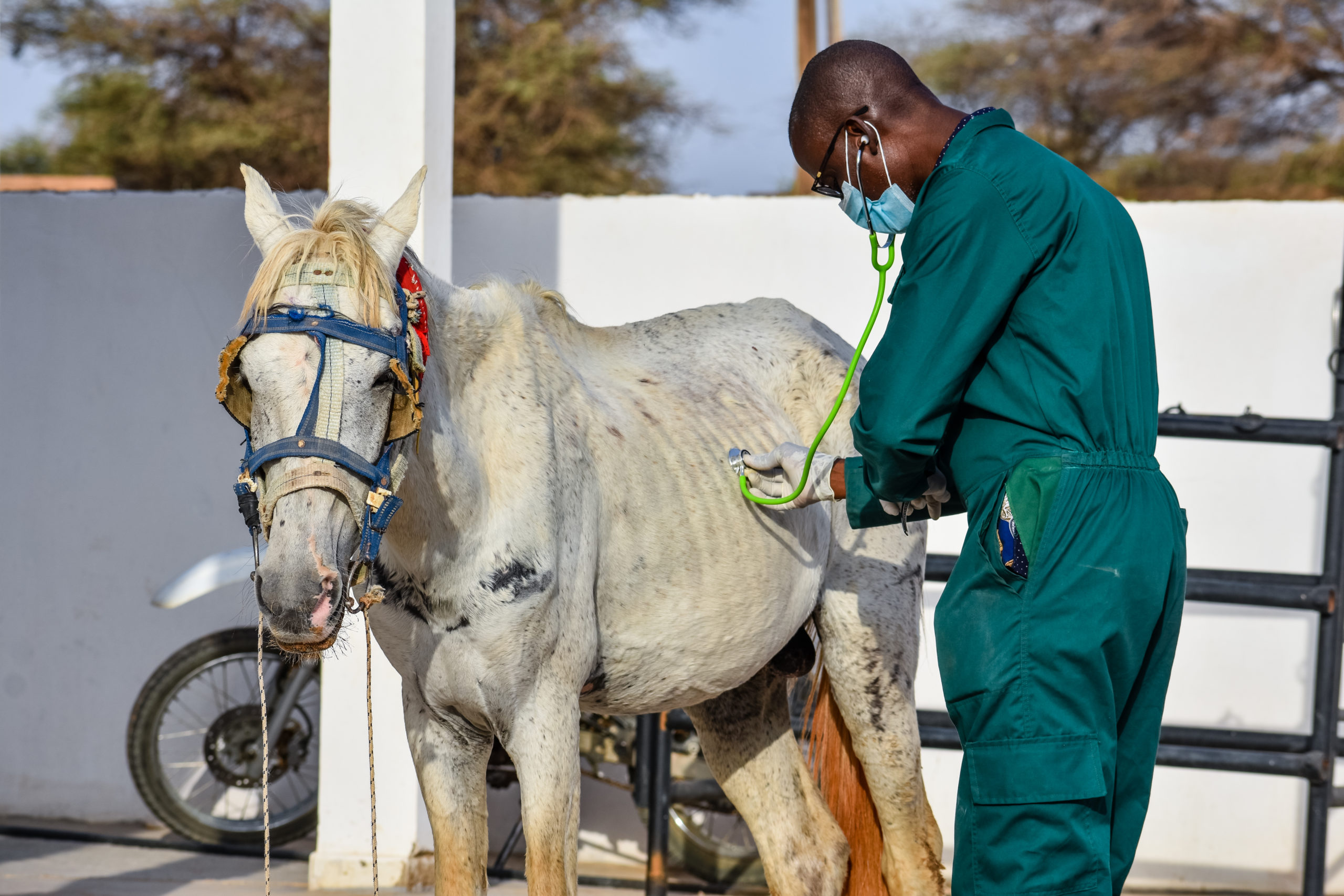 Virus animals in crisis SPANA