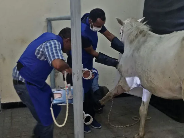 SPANA vets take an x-ray of a car accident case in Bishoftu, Ethiopia.