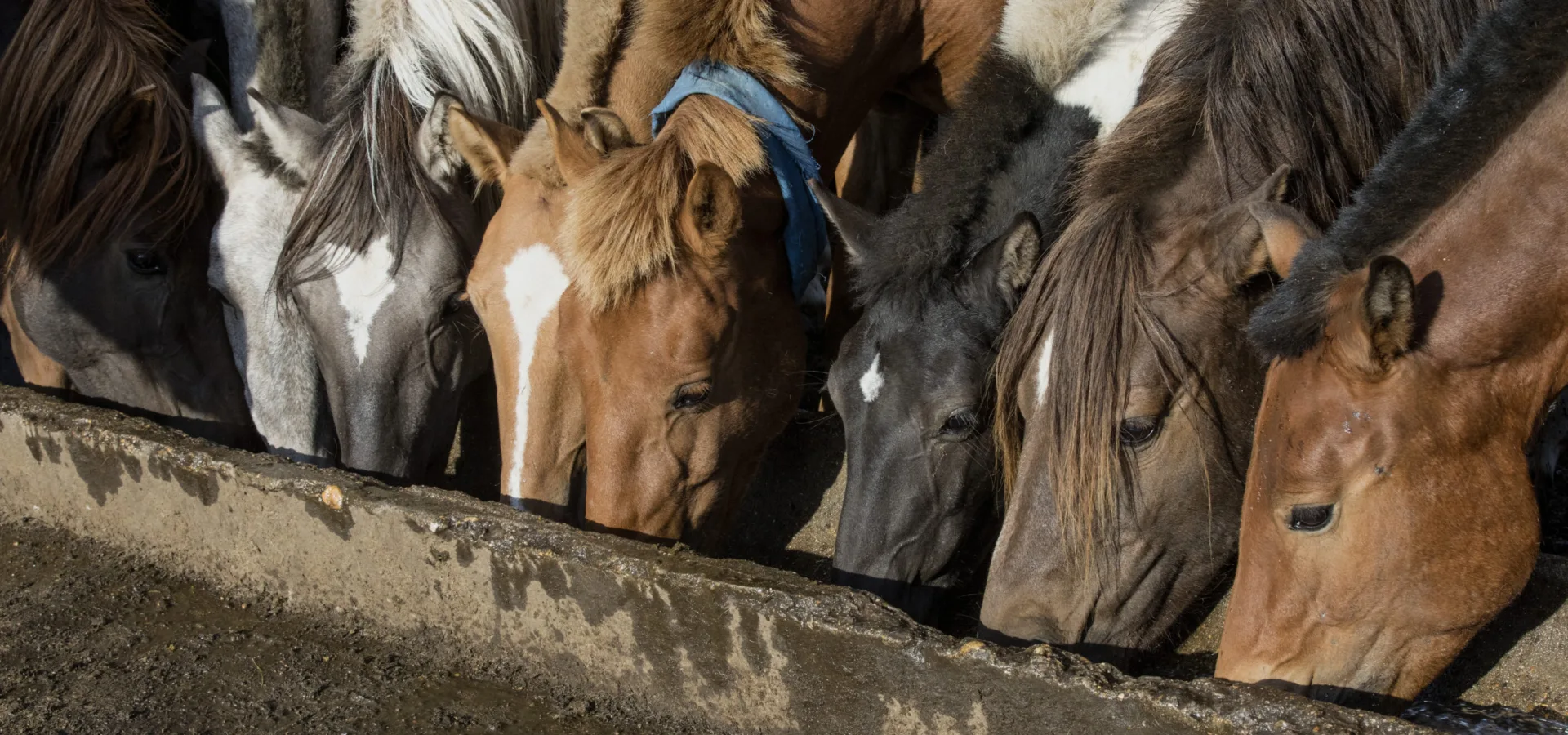 Horses drinking Mongolia