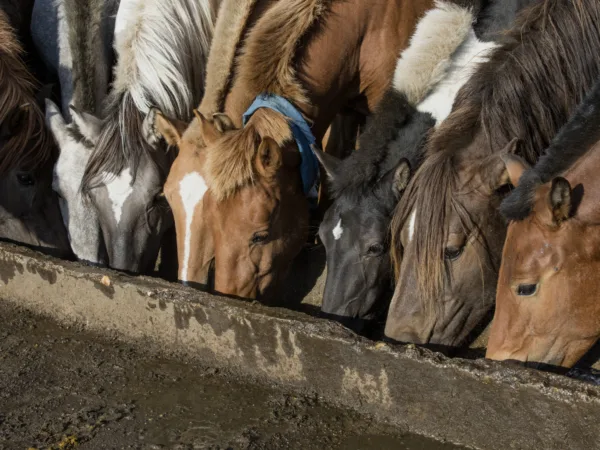 Horses drinking Mongolia