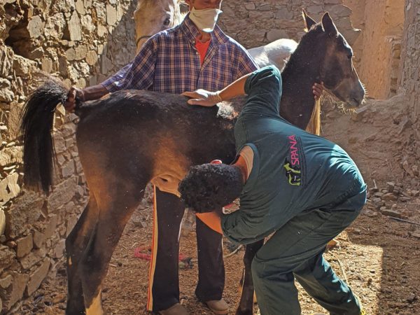 A SPANA vet examines a foal following treatment for a bladder infection.