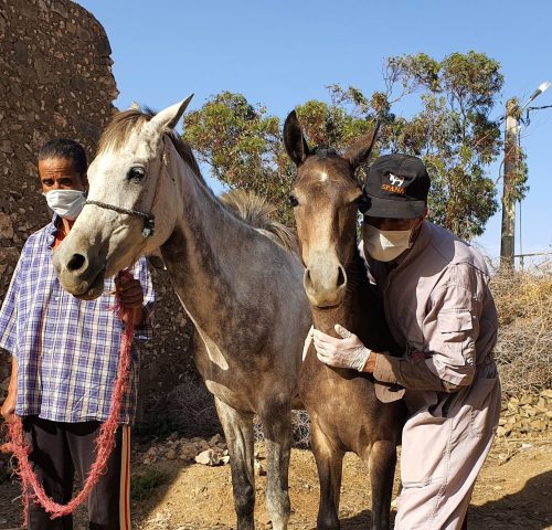 A SPANA vet and owner wearing Covid-19 masks pose next to a horse foal.