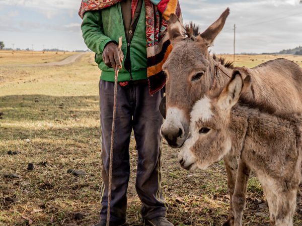 A man stands next to his donkey and foal.