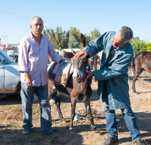 An owner stands next to his donkey while a vet examines its infected eye.