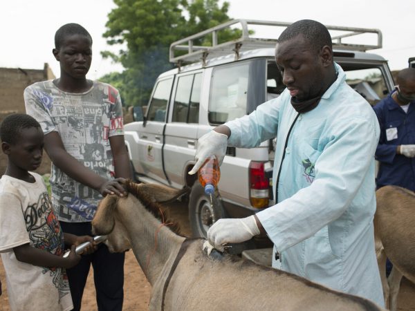 A vet treats a donkey's shoulder wound