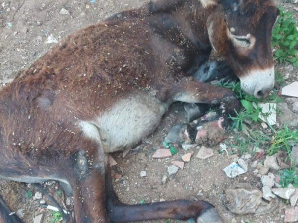 A donkey suffering from lameness collapses on the ground