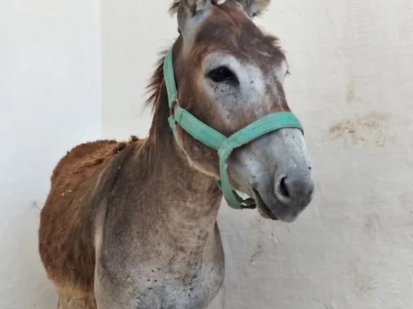 A donkey recovering in a SPANA veterinary centre
