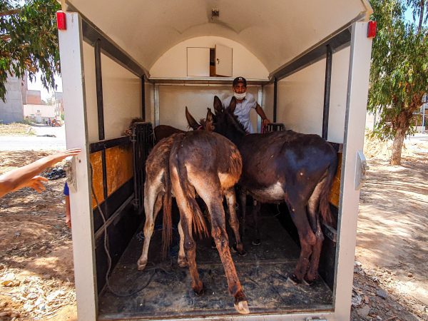 Donkeys are loaded into a horsebox
