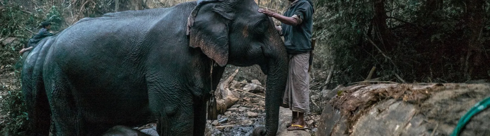 Man strokes head of an elephant stood in a river with her baby