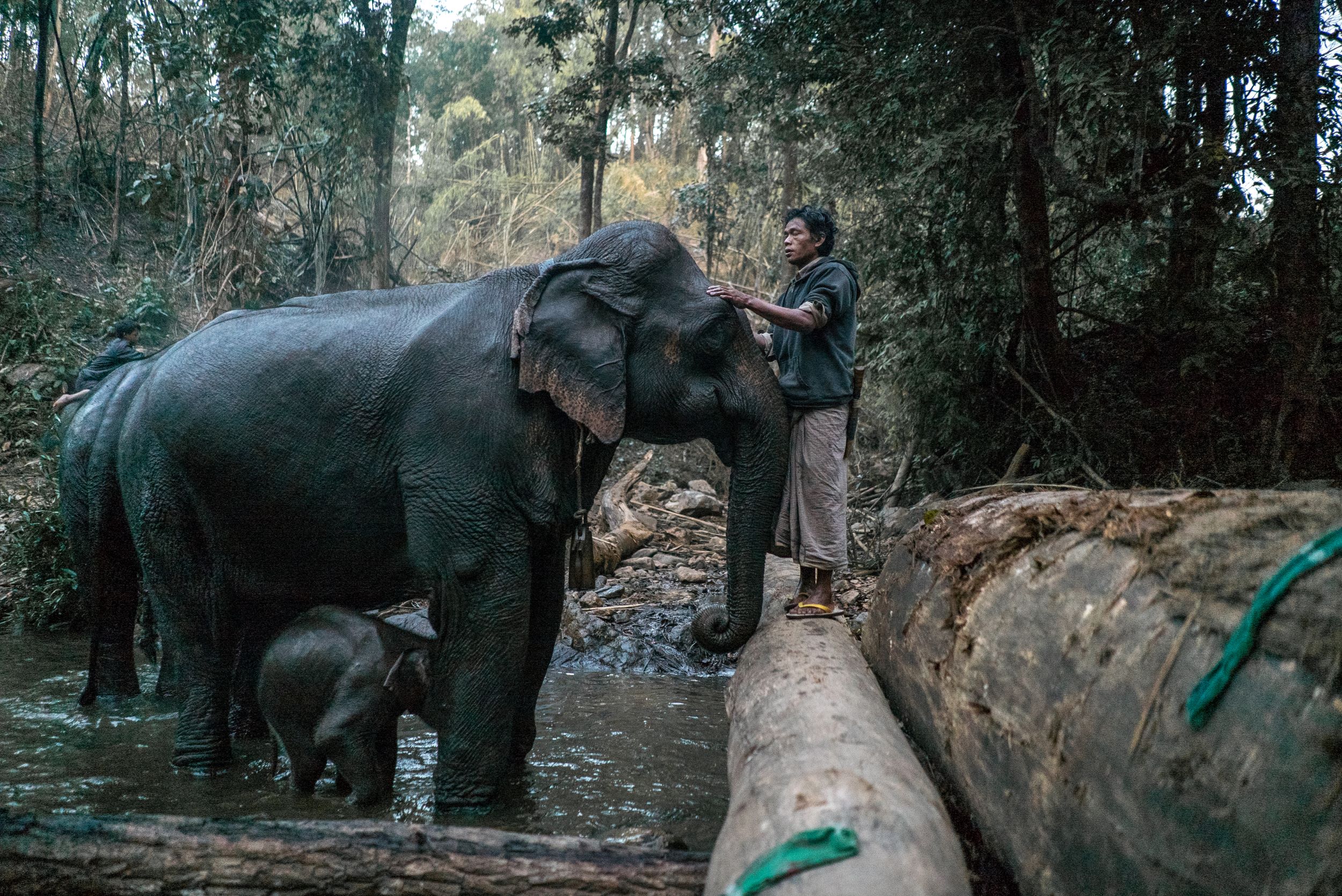 Hey, Look! Baby Elephants!