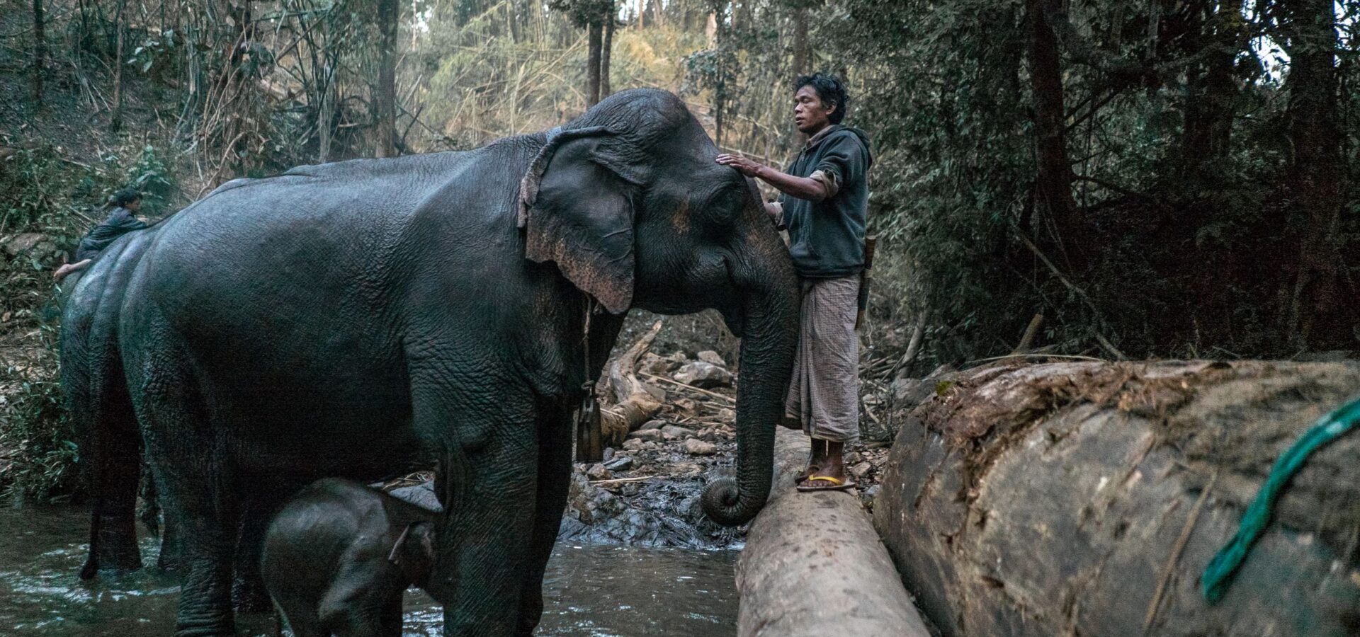 baby-elefant-aus-brunnenschacht-gerettet