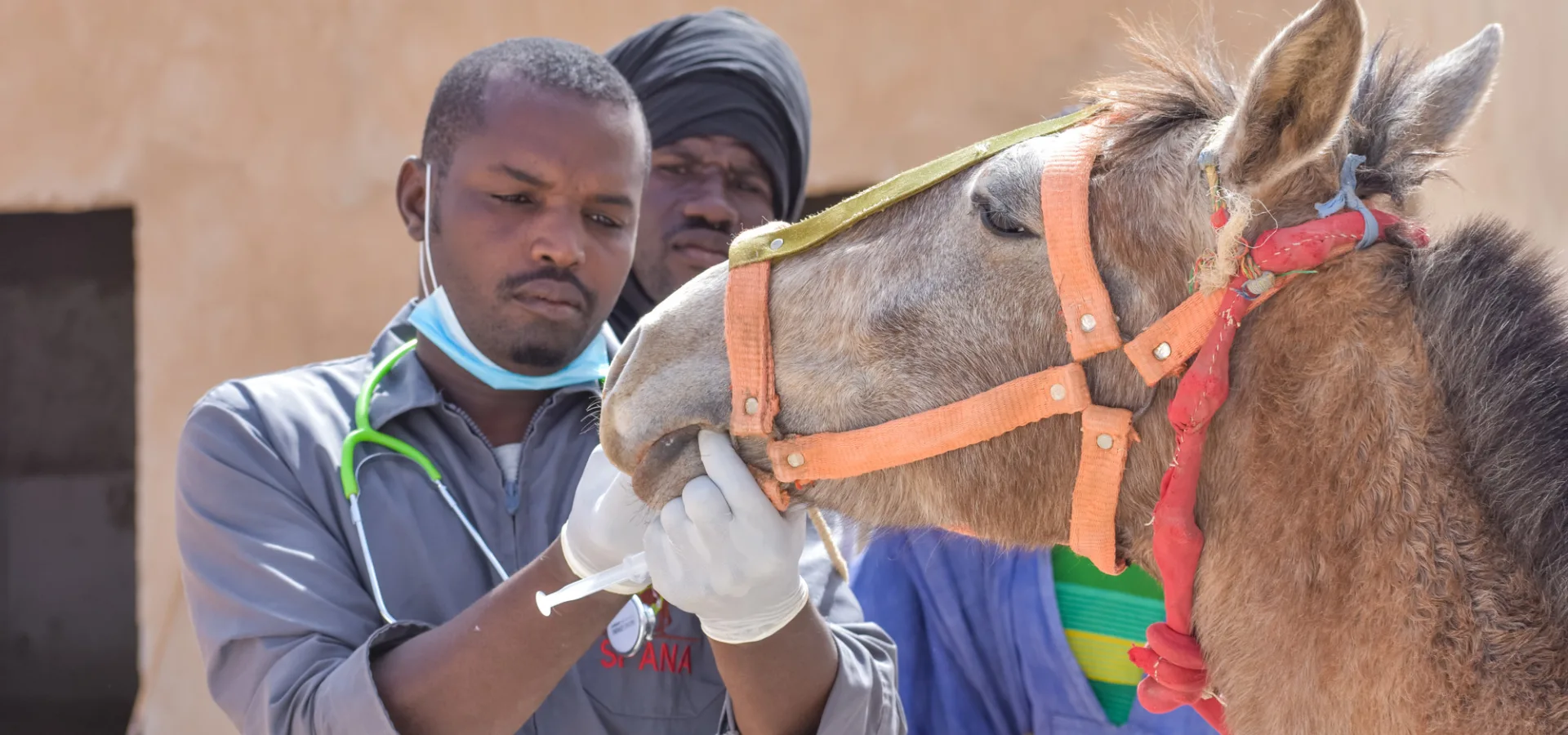 Vets examine a brown horse at the SPANA centre in Boghe, Mauritania