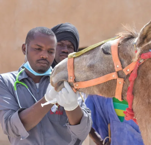 Vets examine a brown horse at the SPANA centre in Boghe, Mauritania