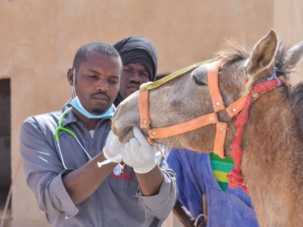 Vets examine a brown horse at the SPANA centre in Boghe, Mauritania