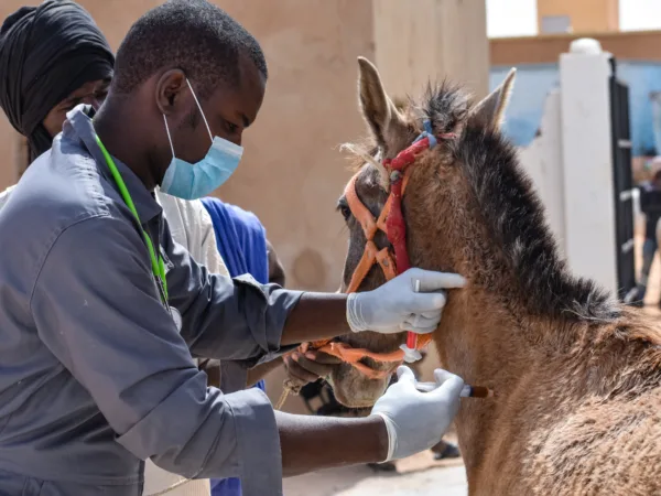 Vets examine a brown horse at the SPANA centre in Boghe, Mauritania