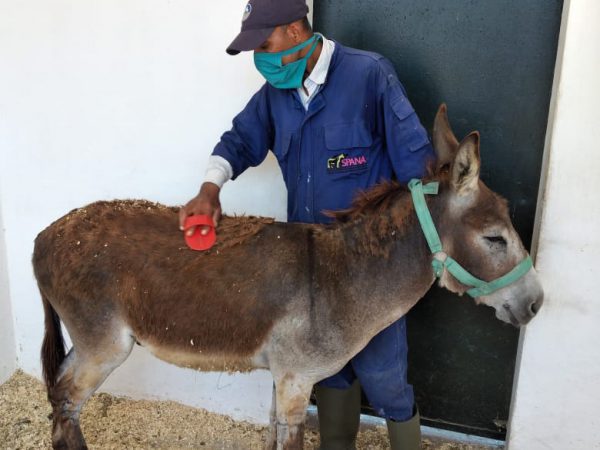 A SPANA vet tech brushes a donkey in her stall