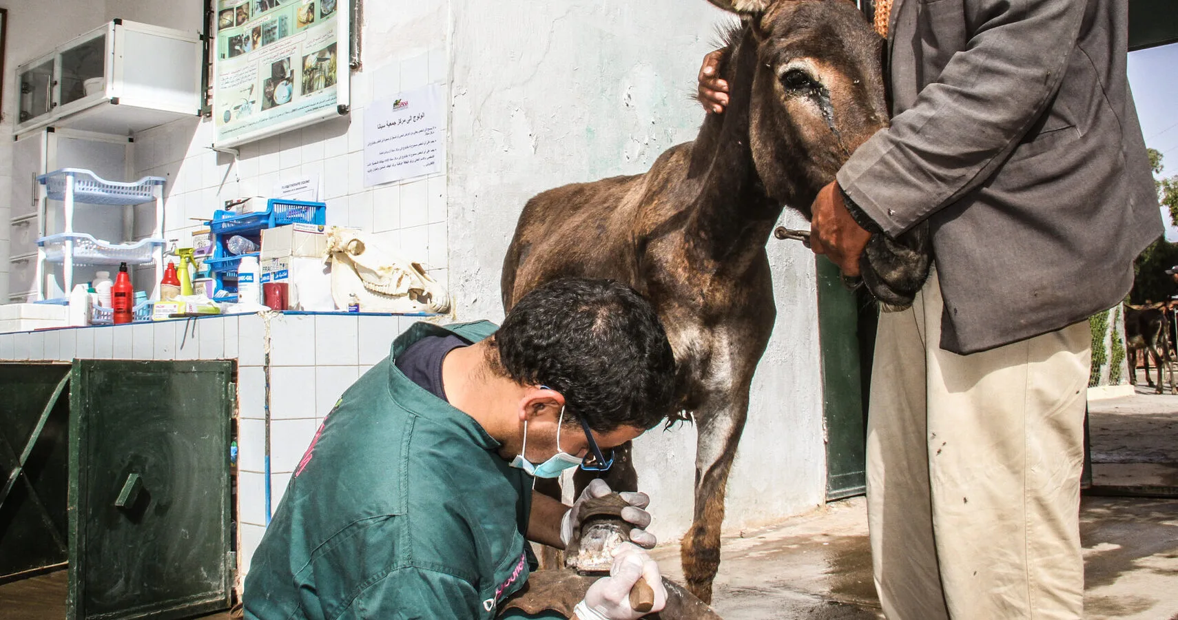 A donkey receives farriery treatment at the Chemaia, Morocco SPANA centre