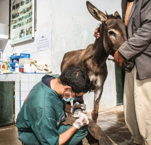 A donkey receives farriery treatment at the Chemaia, Morocco SPANA centre