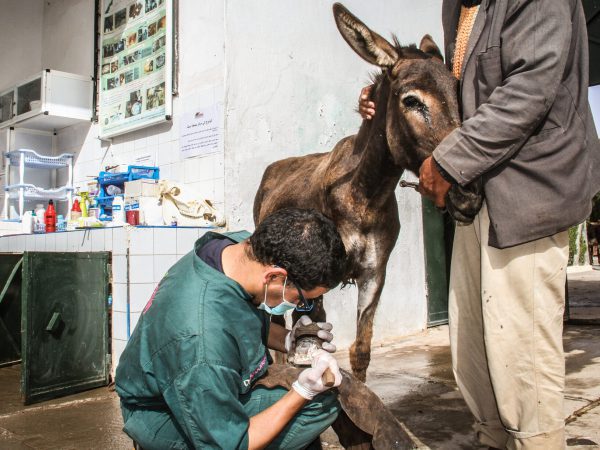 A donkey receives farriery treatment at the Chemaia, Morocco SPANA centre