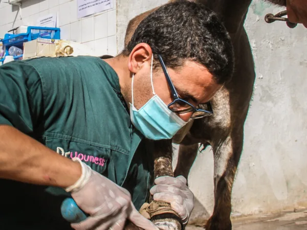 A donkey receives farriery treatment at the Chemaia, Morocco SPANA centre