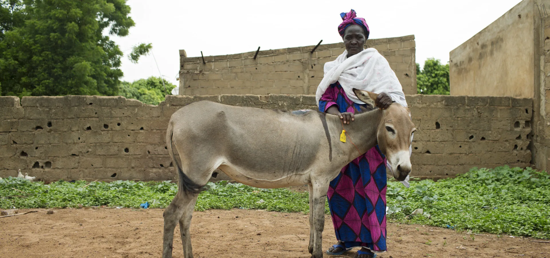 Malian woman and her donkey at SPANA mobile clinic