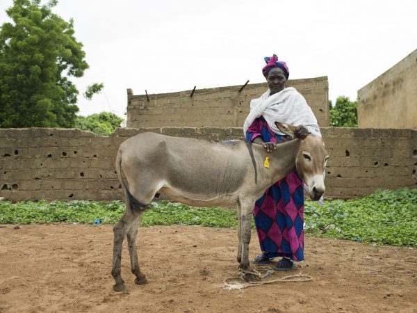Malian woman and her donkey at SPANA mobile clinic