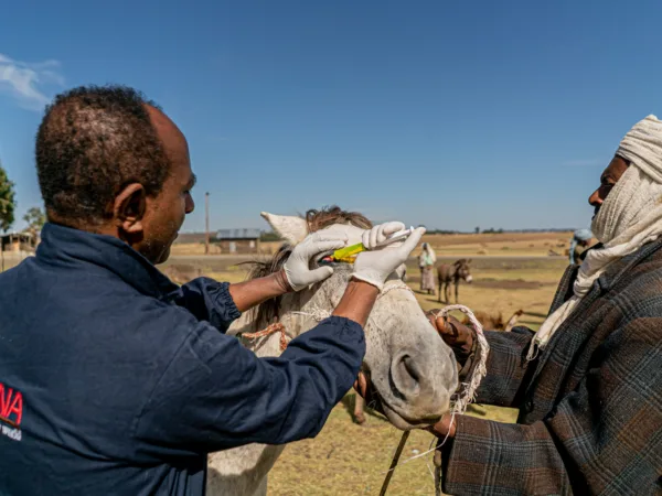 A vet applies a dye to check for corneal ulcers