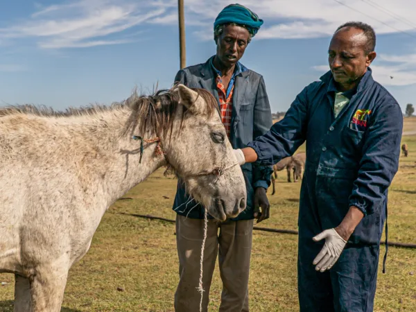 A vet shows a pony's owner how to care for her infected eyes
