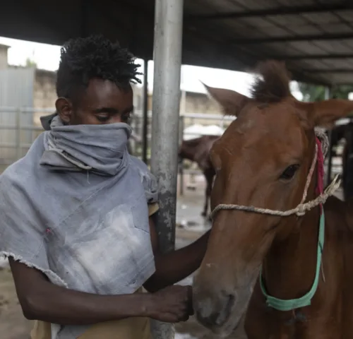 An owner and carthorse wait for treatment in Bishoftu, Ethiopia