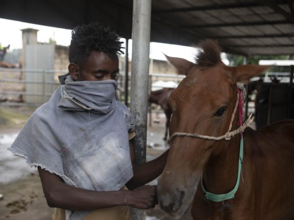 An owner and carthorse wait for treatment in Bishoftu, Ethiopia