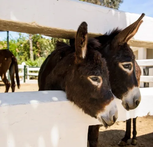 Two donkeys leaning out of their paddock together