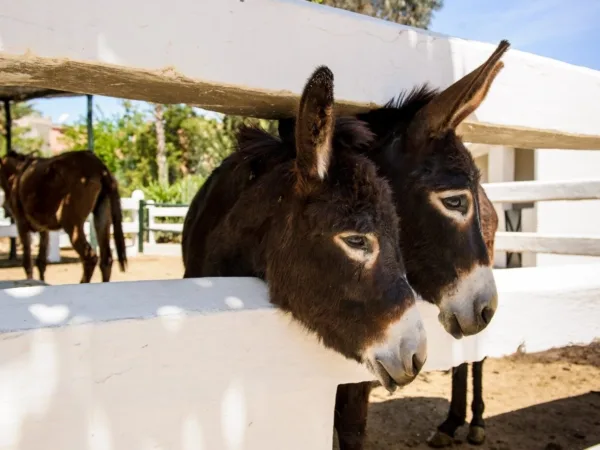 Two donkeys leaning out of their paddock together