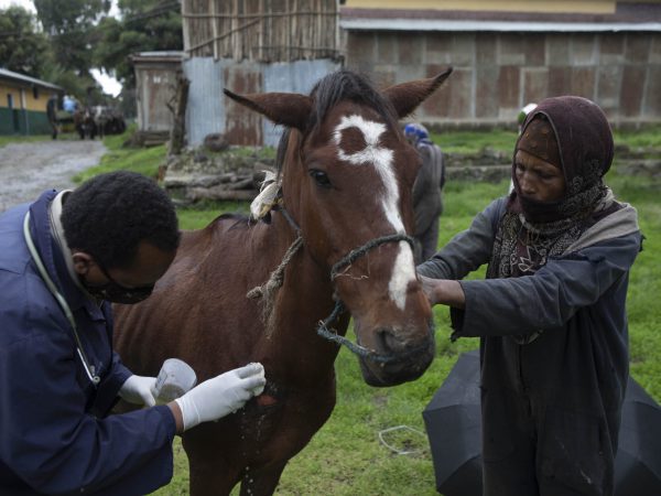A horse's harness wounds are treated at a mobile clinic in Debre Birhan, Ethiopia