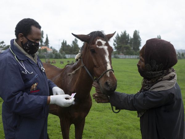 A SPANA vet provides at-home wound treatment to a carthorse owner