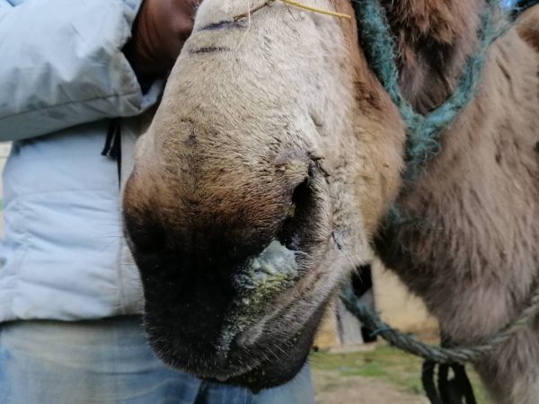 A donkey suffering from a respiratory infection in Tunisia