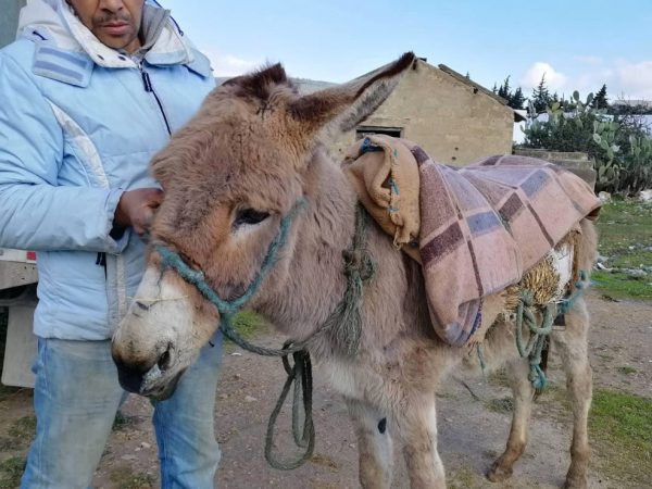A donkey and his owner wait for treatment at a mobile clinic