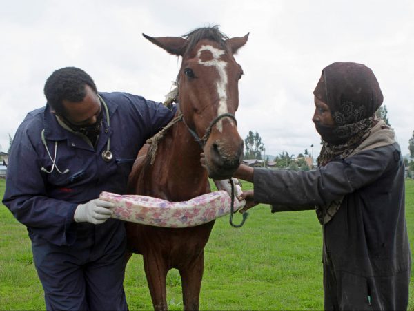 A SPANA vet shows a horse owner how to use harness padding