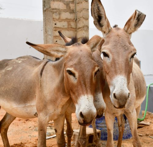 Two working donkeys standing next to each other