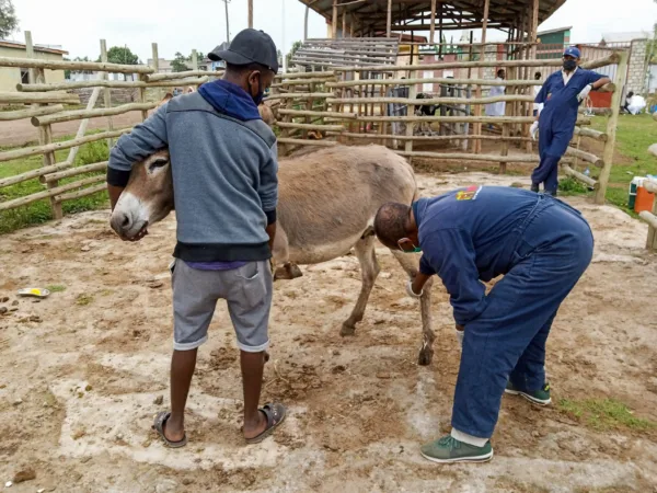 A donkey is brought to the SPANA mobile clinic with EZL and mouth ulcers