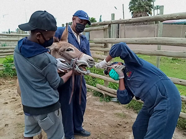 SPANA vets rasp a donkey's teeth