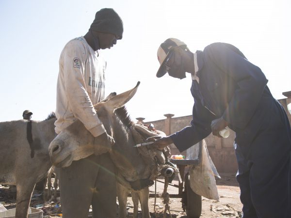 A SPANA Mali vet administers an anti-tetanus vaccine to a rubbish dump donkey with skin wounds