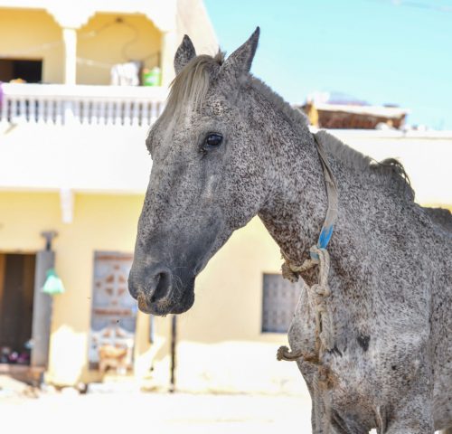 A severely malnourished carriage horse in Mauritania