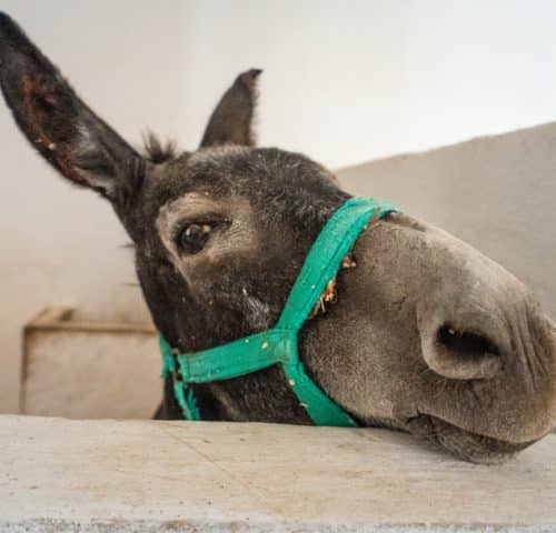 Happy donkey in a stable
