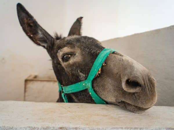 The face of a happy donkey in a stable wearing a green harness